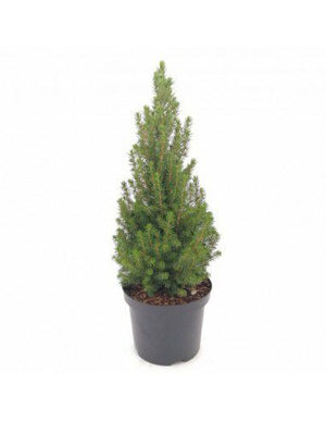 Abete Rosso Picea Abies – Albero di Natale Vero 100 cm – Naturale e Fresco