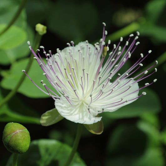 Capparis spinosa Inermis – Vaso 17 cm pianta di capperi cappero