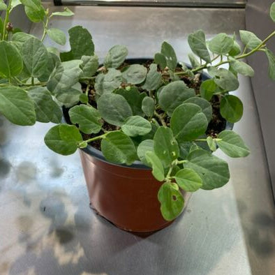 Capparis spinosa Inermis – Vaso 17 cm pianta di capperi cappero