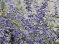 Pinta di Perovskia abrotanoides vaso 17cm