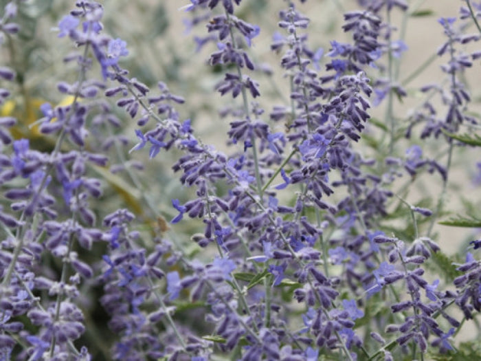 Pinta di Perovskia abrotanoides vaso 17cm