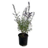 Pinta di Perovskia abrotanoides vaso 17cm