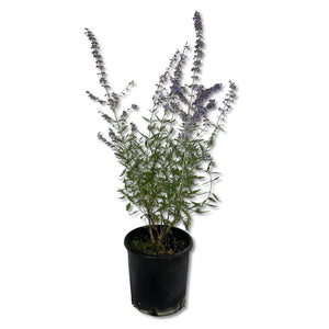 Pinta di Perovskia abrotanoides vaso 17cm