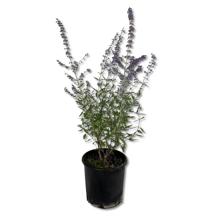 Pinta di Perovskia abrotanoides vaso 17cm