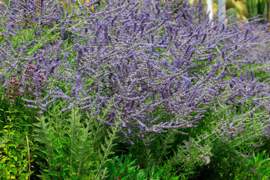 Pinta di Perovskia abrotanoides vaso 17cm