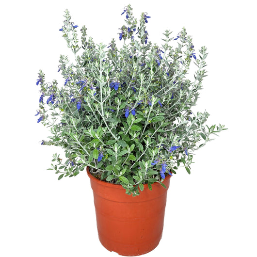 Teucrium fruticans Azureum (Vaso 17) – Arbusto Sempreverde