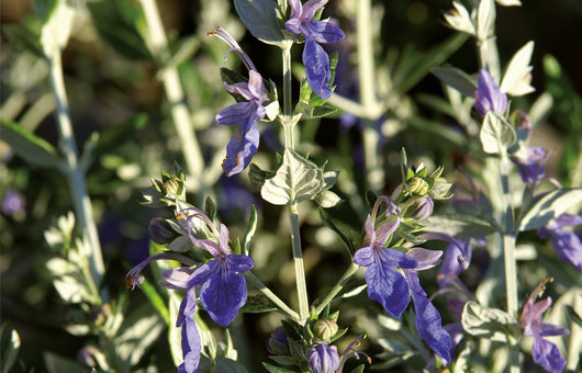 Teucrium fruticans Azureum (Vaso 17) – Arbusto Sempreverde