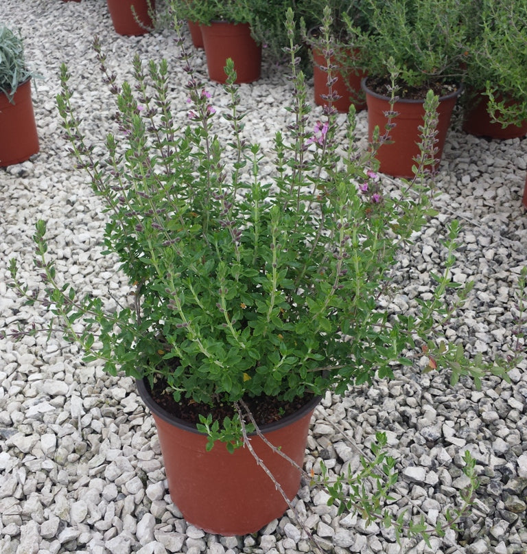 Teucrium fruticans (Vaso 17) – Arbusto Mediterraneo Sempreverde