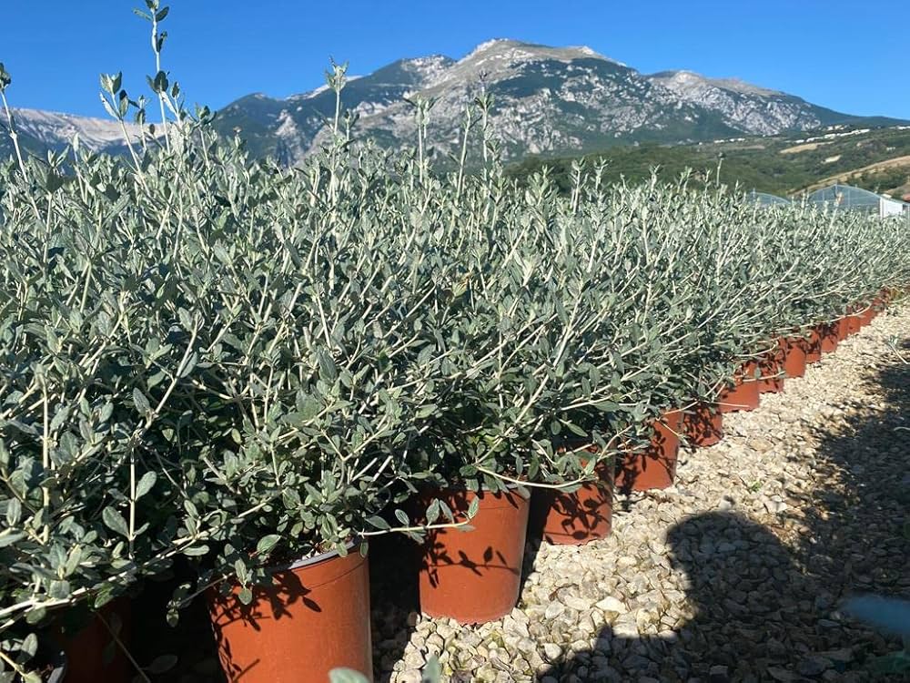 Teucrium fruticans (Vaso 17) – Arbusto Mediterraneo Sempreverde