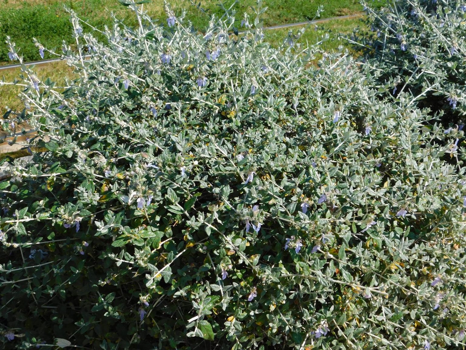Teucrium fruticans (Vaso 17) – Arbusto Mediterraneo Sempreverde