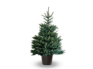 Abete Normandiano - (Abies nordmanniana) foto reali