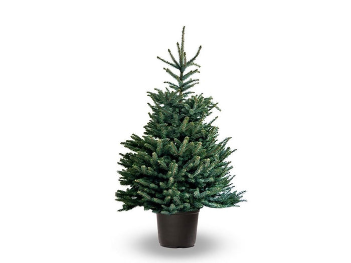 Abete Normandiano - (Abies nordmanniana) foto reali