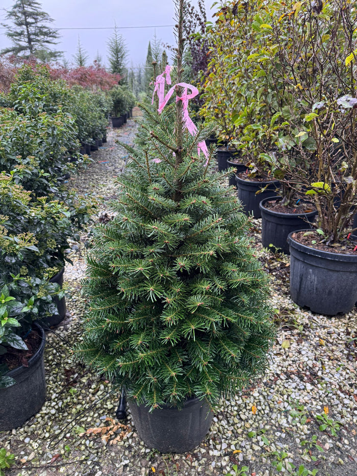 Abete Normandiano - (Abies nordmanniana) foto reali