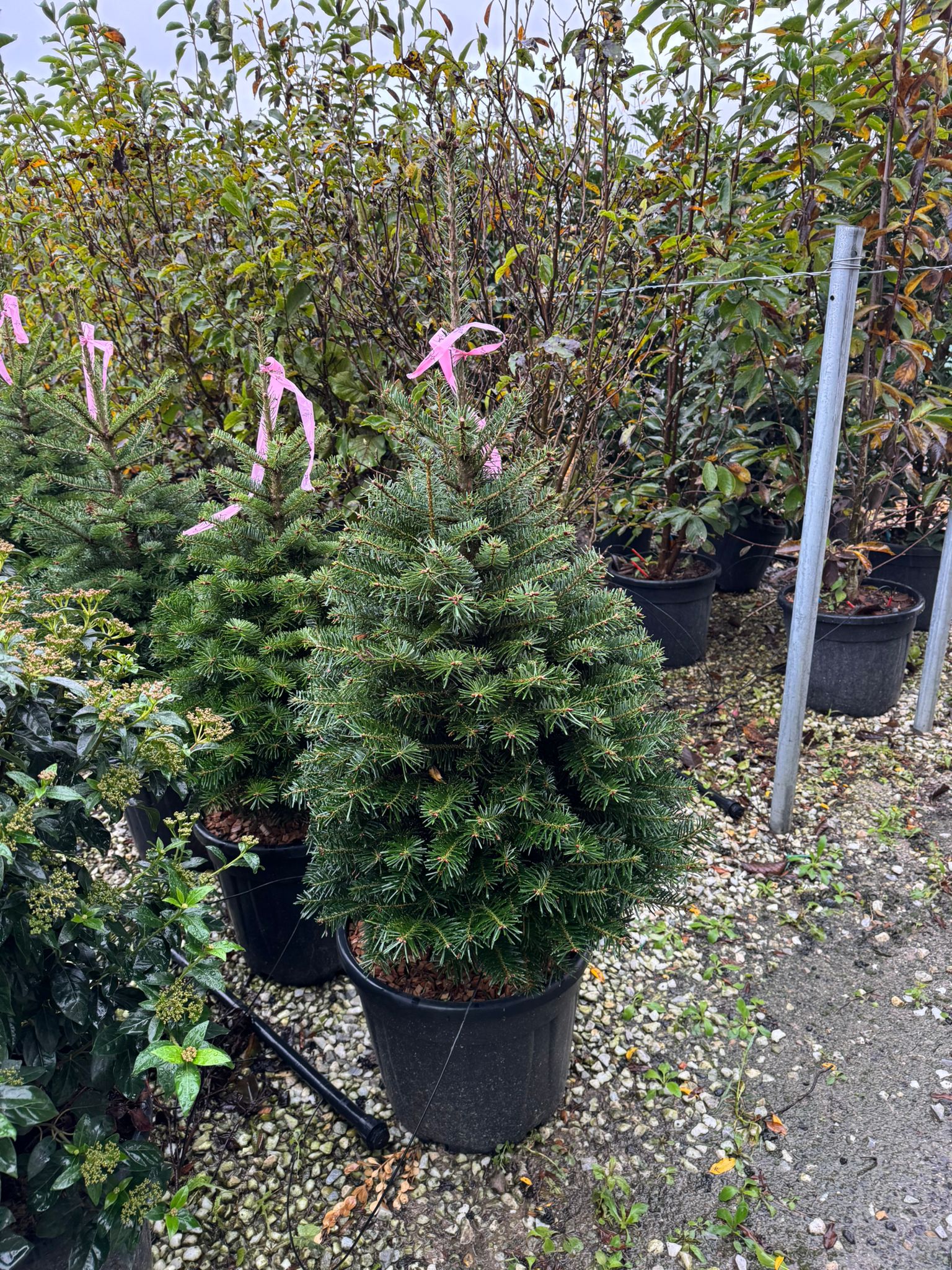 Abete Normandiano - (Abies nordmanniana) foto reali