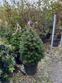 Abete Normandiano - (Abies nordmanniana) foto reali