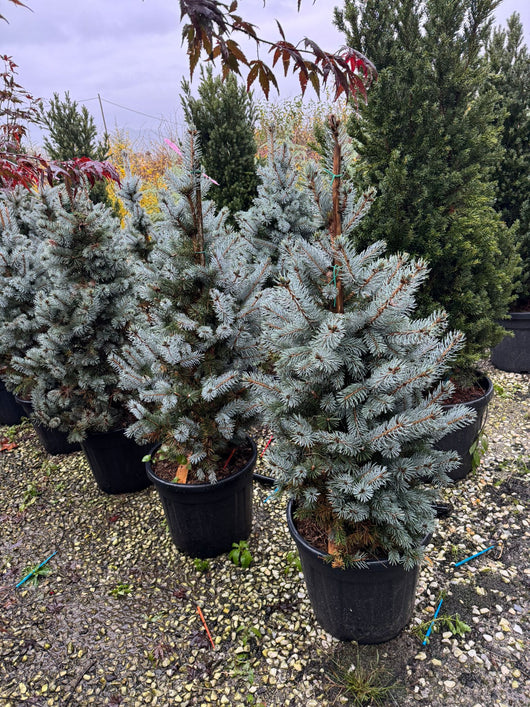 Pino argentato – Abete costeriano (Abies concolor) - H 70/80 cm foto reali