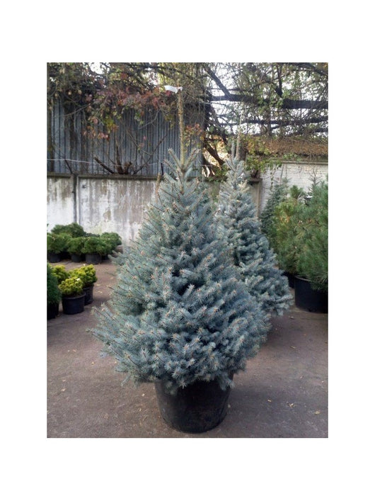 Pino argentato – Abete costeriano (Abies concolor) - H 70/80 cm foto reali
