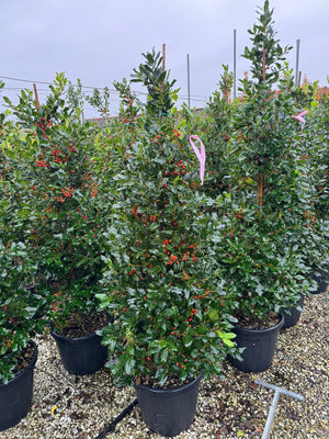 Agrifoglio “Nellie Stevens” – Forma a cono H 180 cm foto reali