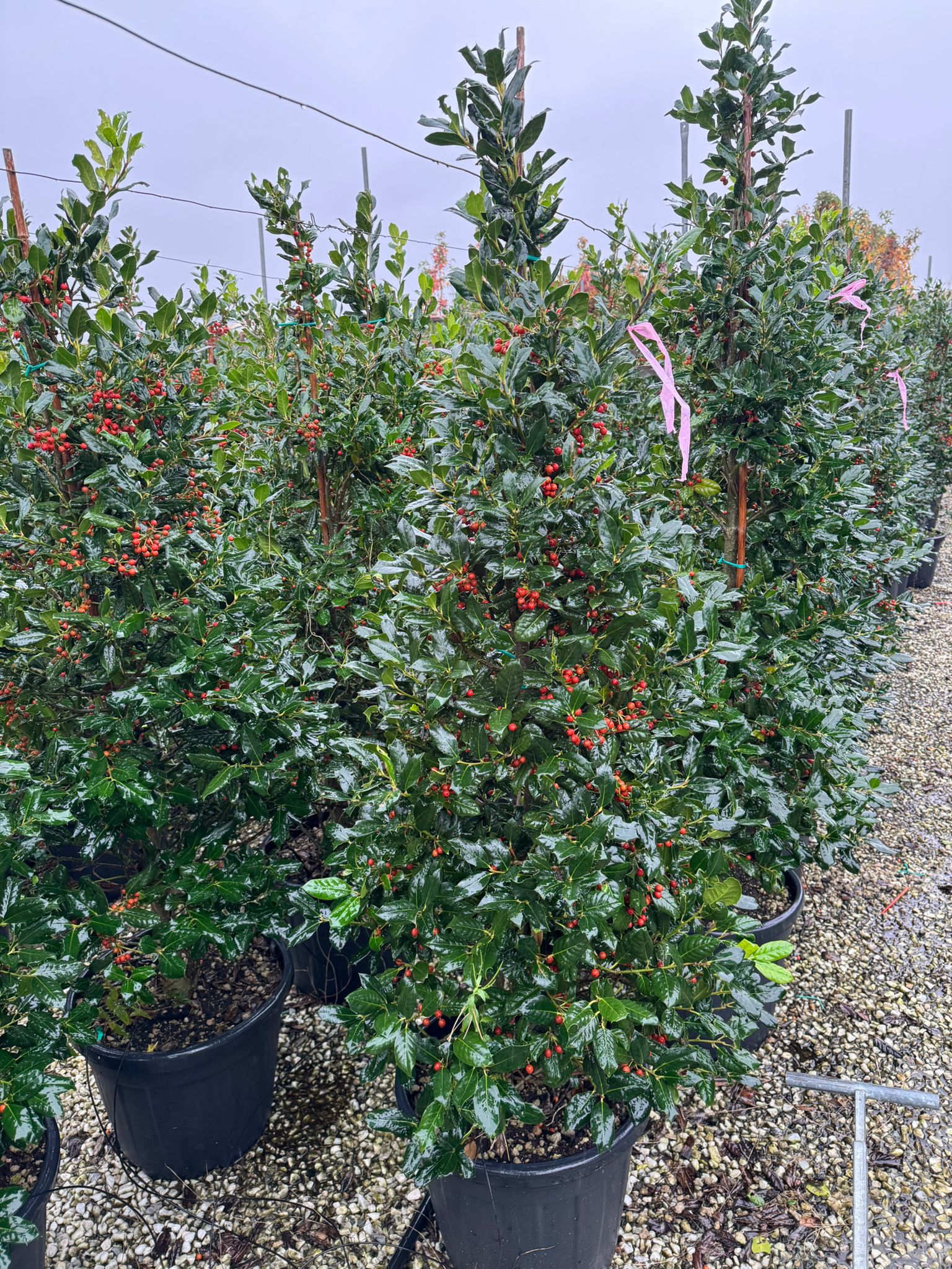 Agrifoglio “Nellie Stevens” – Forma a cono H 180 cm foto reali