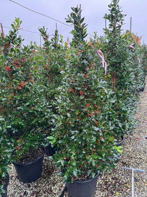 Agrifoglio “Nellie Stevens” – Forma a cono H 180 cm foto reali