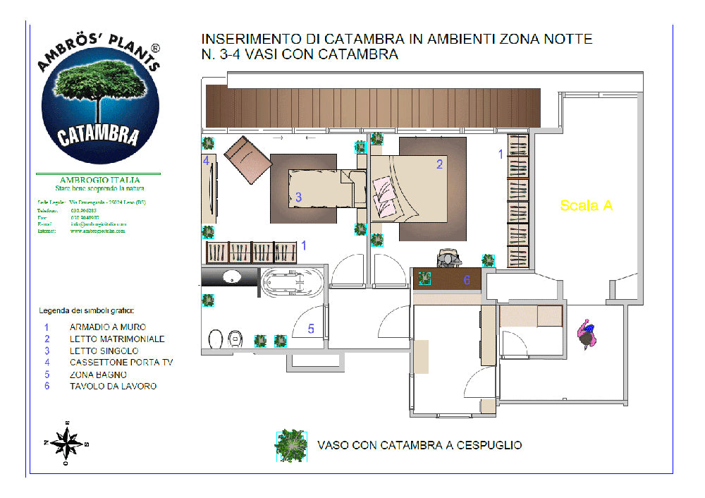 Pianta Catambra in Vaso diametro 10cm 1 anno