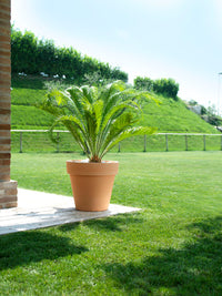 Vaso Standard One 140 Colore: Anticato, Materiale: Polietilene