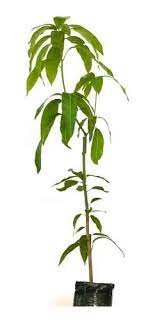 Mangifera indica “Tommy Atkins” – Mango tropicale da frutto