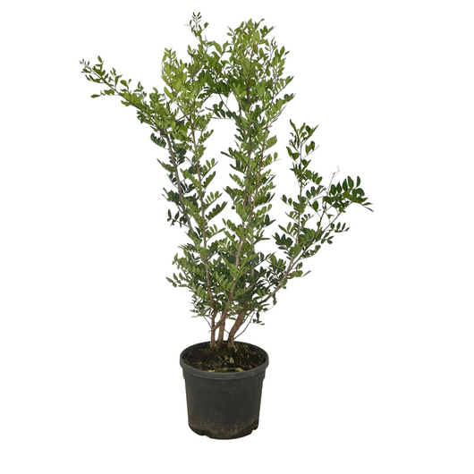 Pianta di Pistacia Lentiscus LENTISCO  Profumato in vaso 18 cm AMDGarden