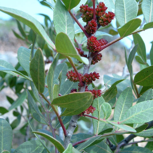 Pianta di Pistacia Lentiscus LENTISCO  Profumato in vaso 18 cm AMDGarden