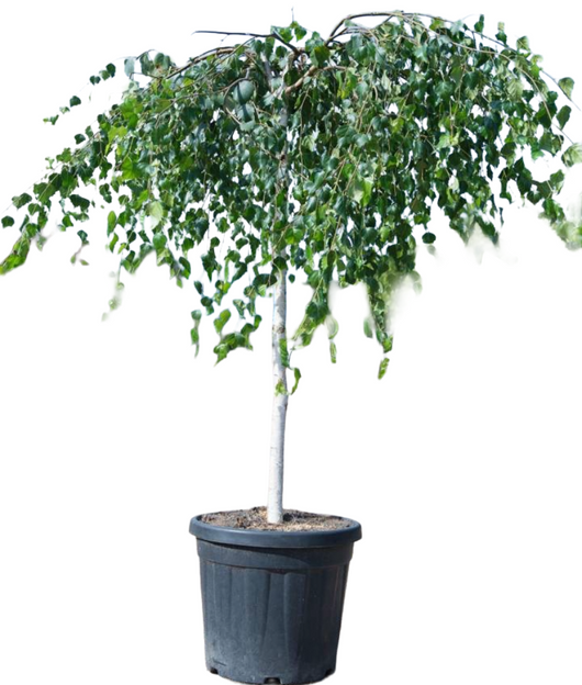 Pianta di Betulla PENDULA piangente Youngii  h 100 cm in vaso 18 cm AMDGarden