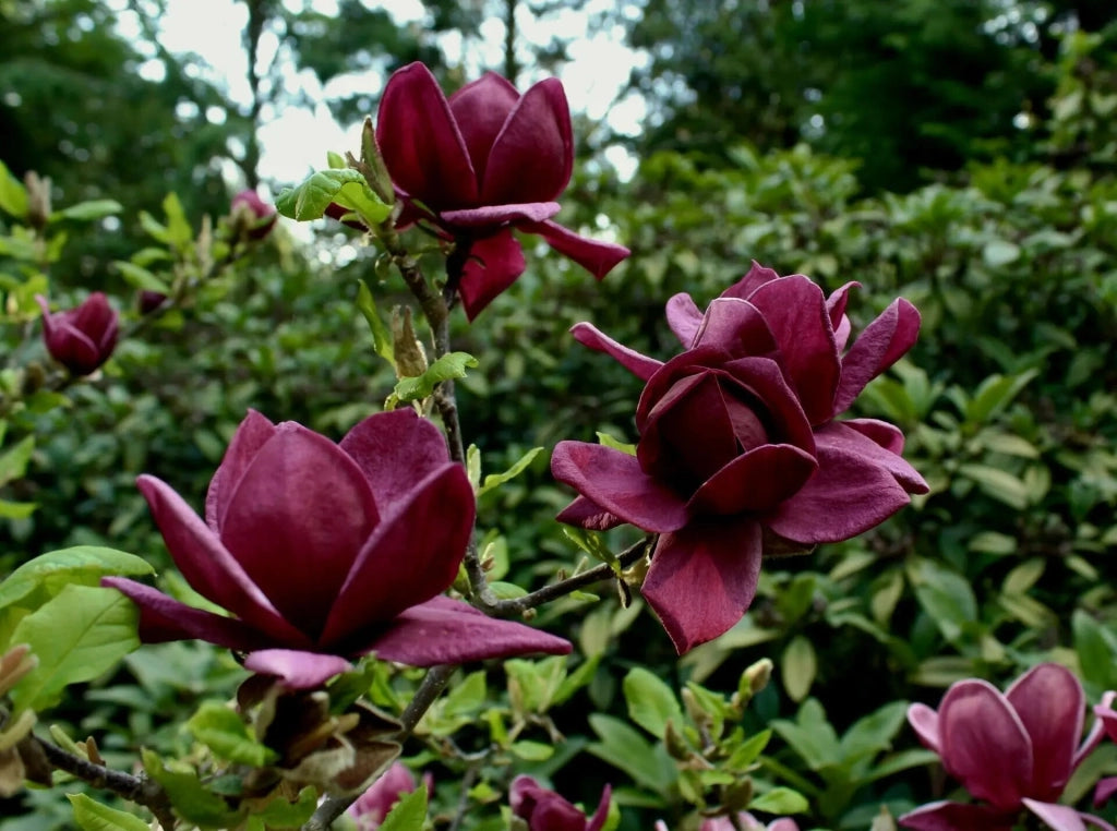 Gardenaria Magnolia 'X Genie' - Arbusto ornamentale da giardino Altezza: 50/70 cm (vaso19)