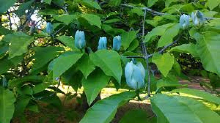 Pianta di Magnolia Acuminata Blue Opal fiore blu h120 cm in vaso 18 cm AMDGarden