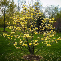 Magnolia x brookynensis Yellow Bird fiore giallo h 100cm  in vaso 18cm AMDGarden