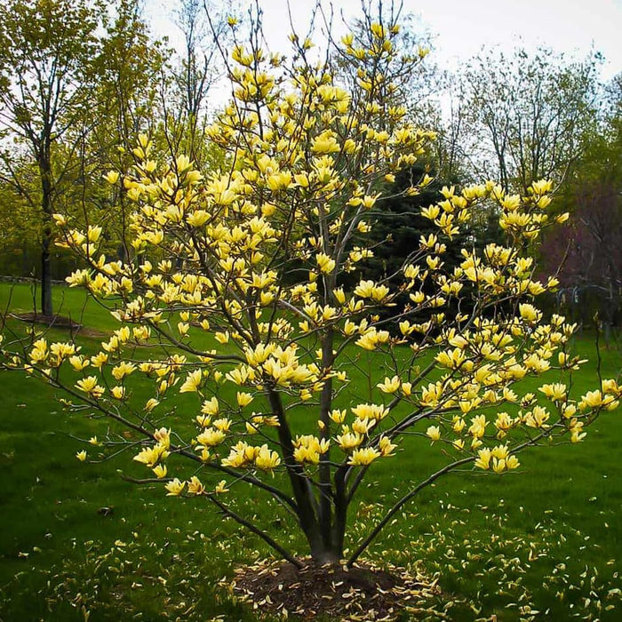Magnolia x brookynensis Yellow Bird fiore giallo h 100cm  in vaso 18cm AMDGarden