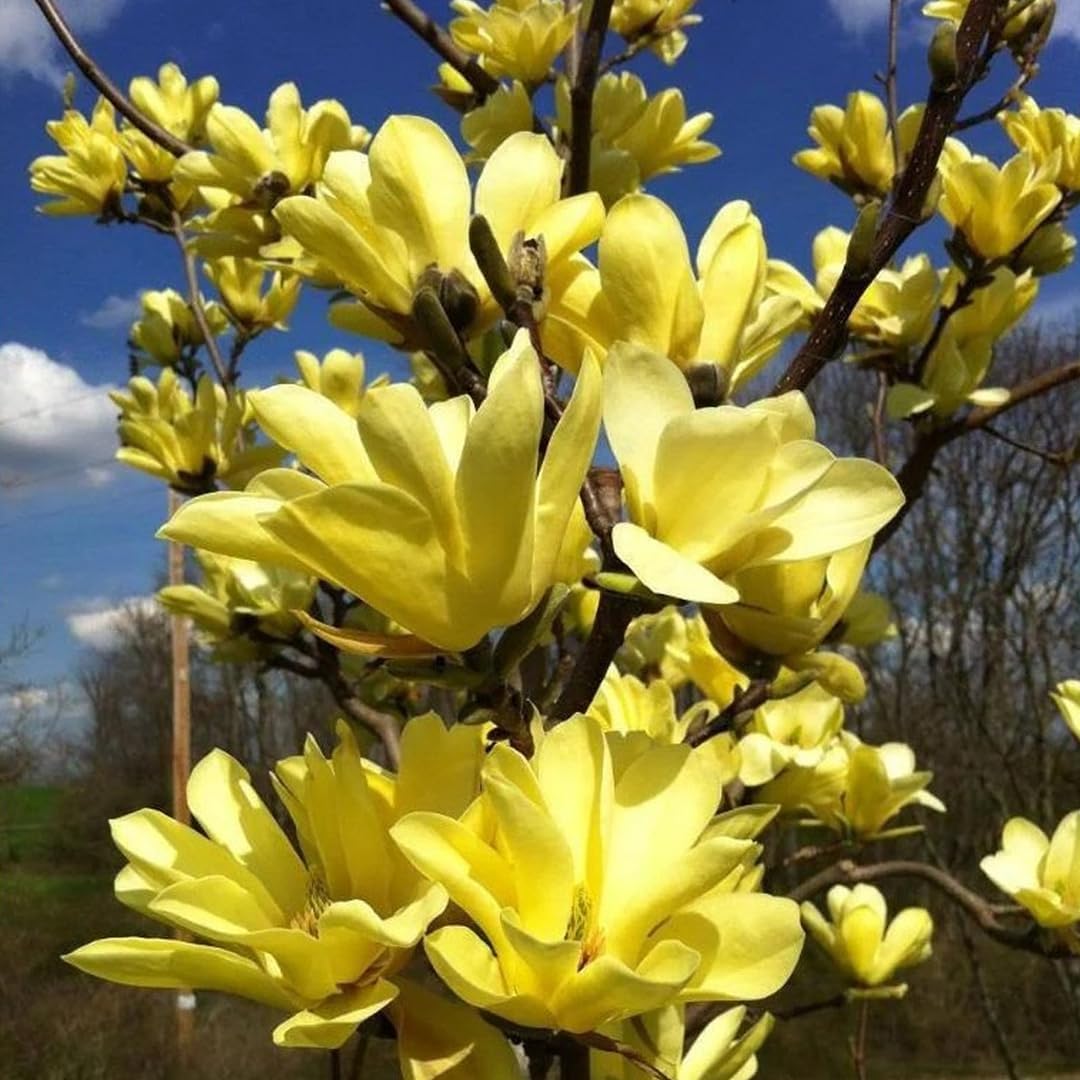 Magnolia x brookynensis Yellow Bird fiore giallo h 100cm  in vaso 18cm AMDGarden