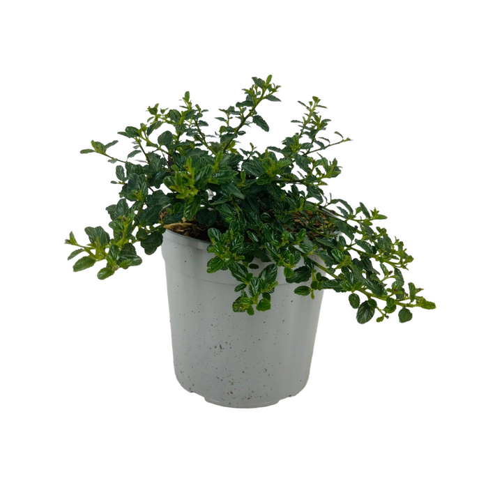 Lillà della California Ceanothus Repens strisciante in vaso 18 cm AMDGarden