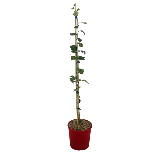 Biancospino fiore rosso Crataegus Laevigata Paul's Scarlet h 100 in vaso 18 cm