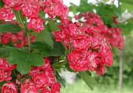 Biancospino fiore rosso Crataegus Laevigata Paul's Scarlet h 100 in vaso 18 cm