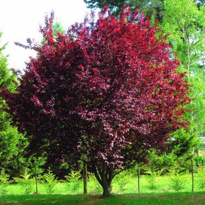 PRUNUS PISSARDI Ciliegio da fiore ROSA a alberello vaso16 H80CM FOTO REALE