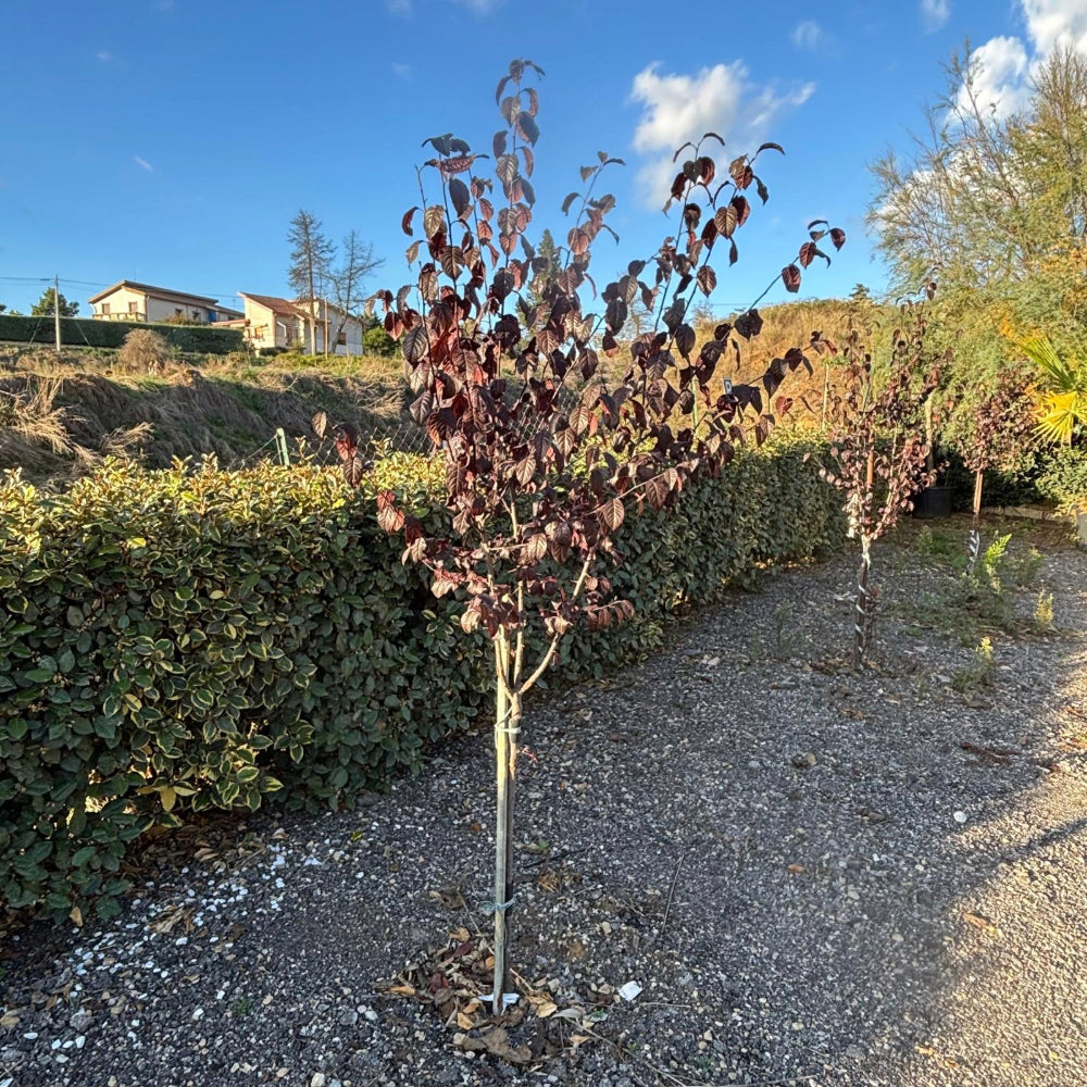 PRUNUS PISSARDI Ciliegio da fiore ROSA a alberello vaso16 H80CM FOTO REALE