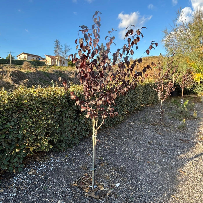 PRUNUS PISSARDI Ciliegio da fiore ROSA a alberello vaso16 H80CM FOTO REALE