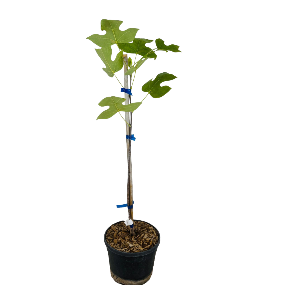 Liriodendron Tulipifera ALBERO DEI TULIPANI fiore BIANCO H90CM vaso16 FOTO REALE