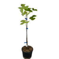 Liriodendron Tulipifera ALBERO DEI TULIPANI fiore BIANCO H90CM vaso16 FOTO REALE
