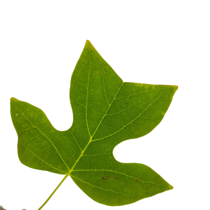 Liriodendron Tulipifera ALBERO DEI TULIPANI fiore BIANCO H90CM vaso16 FOTO REALE