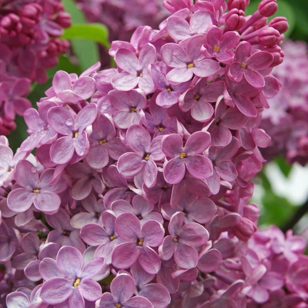Lilla' fiore Rosa Syringa Meyeri Flowerfesta Pink in vaso 18 cm AMDgarden