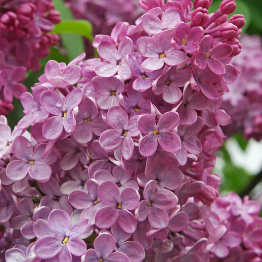 Lilla' fiore Rosa Syringa Meyeri Flowerfesta Pink in vaso 18 cm AMDgarden