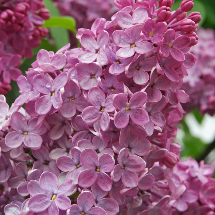 Lilla' fiore Rosa Syringa Meyeri Flowerfesta Pink in vaso 18 cm AMDgarden