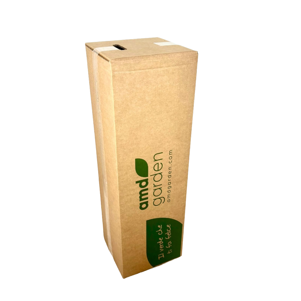 Pianta di Tiglio Tilia cordata fiore profumato h 100 in vaso 18 cm AMDGarden