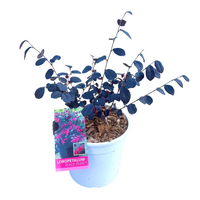 Pianta di LOROPETALUM CHINENSIS BLACK PEARL Porpora IN VASO 18 CM FOTO REALE