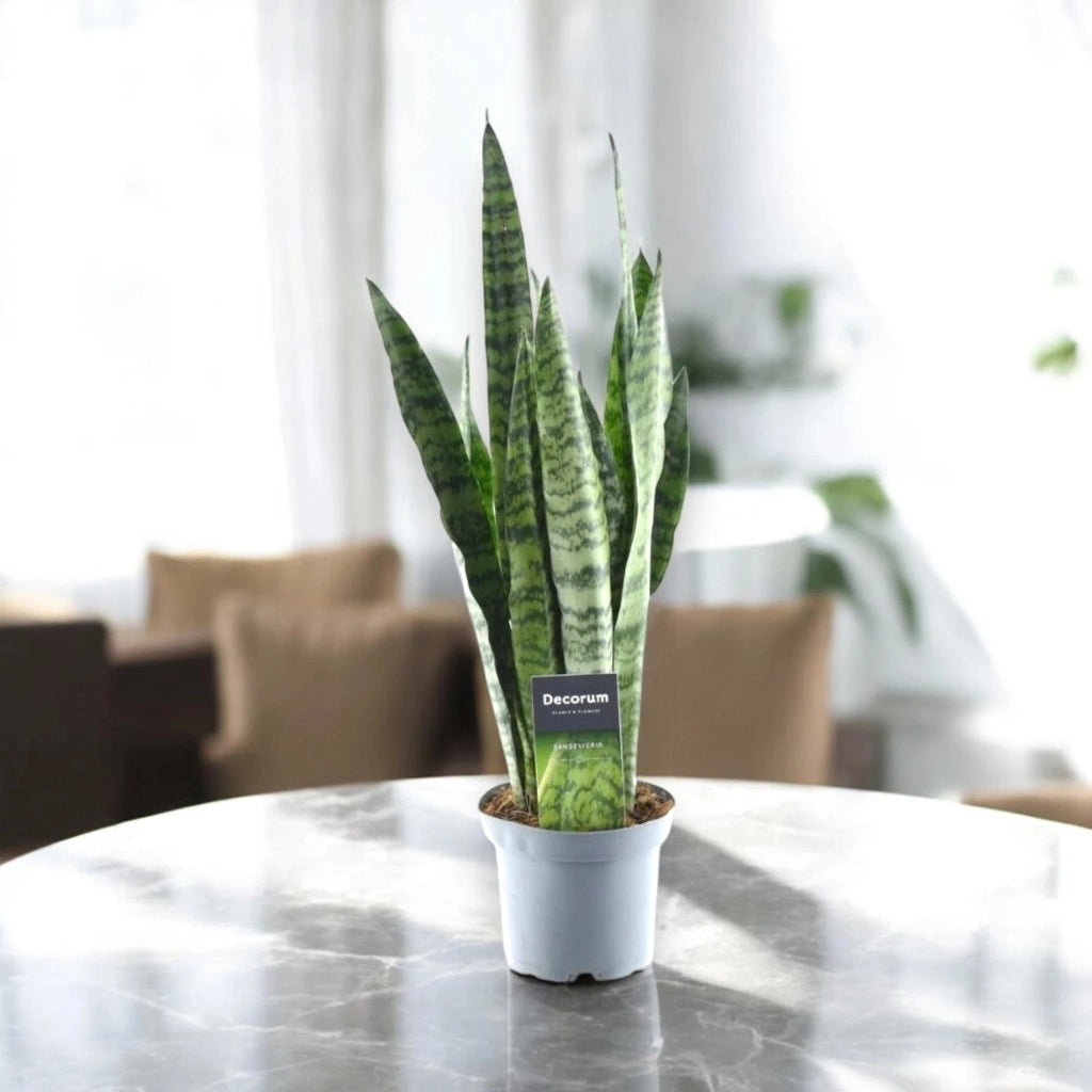 Gardenaria Sansevieria zeylanica - Pianta da interno ornamentale Altezza: 40 cm (vaso 14)
